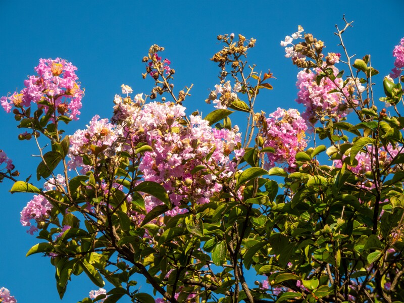 Lagerstroemia indica  2025-08-18 1-2