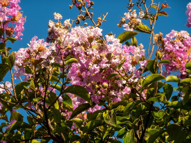 Lagerstroemia indica  2025-08-18 1-4