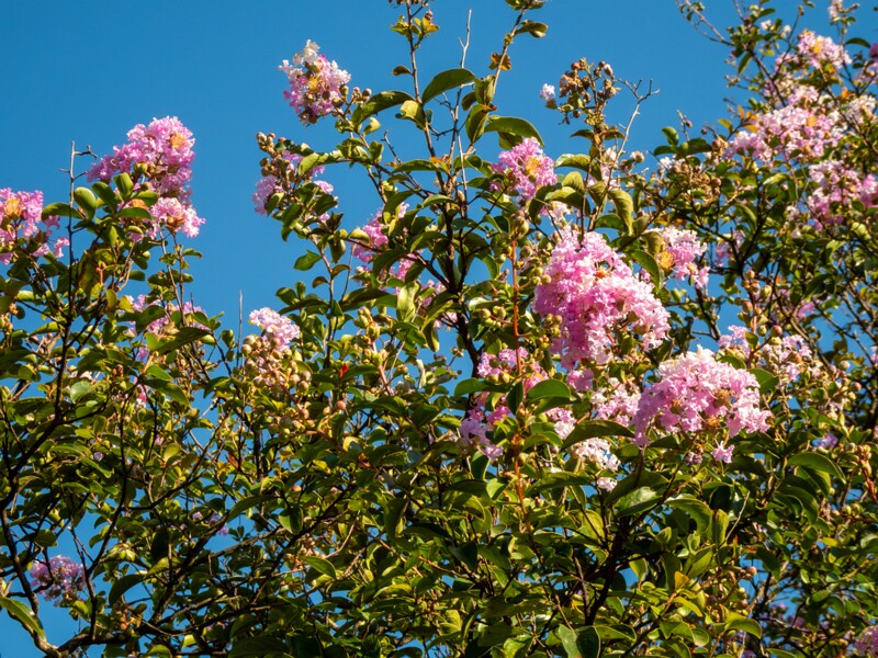 Lagerstroemia indica  2025-08-18 1-6