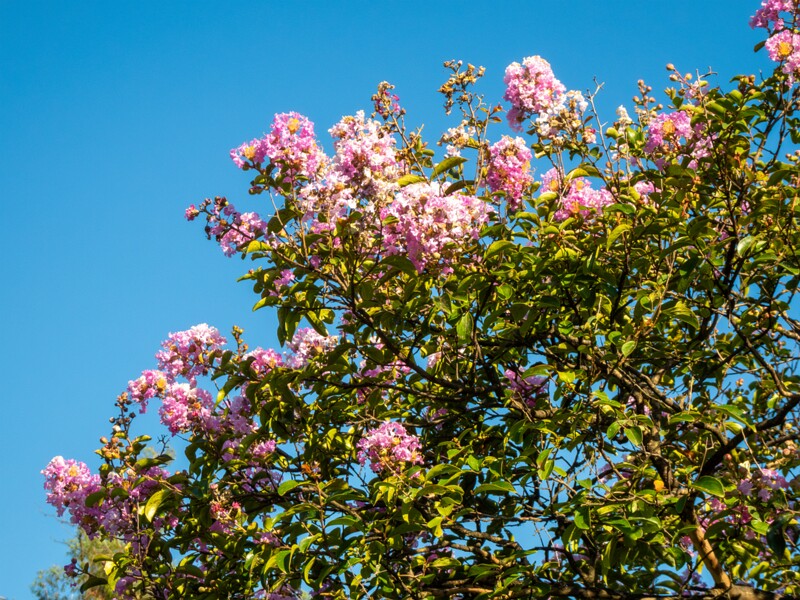 Lagerstroemia indica  2025-08-18 1-7