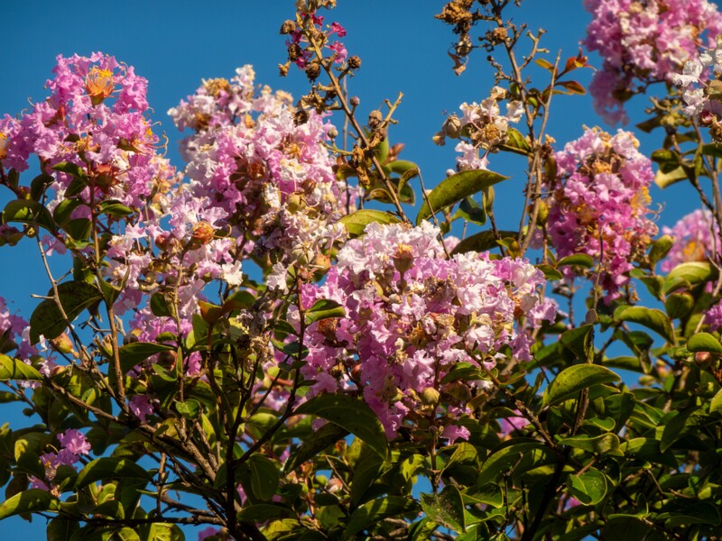 Lagerstroemia indica  2025-08-18 1-9