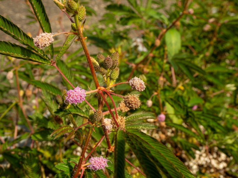 Mimosa pudica  2025-08-19 1-1