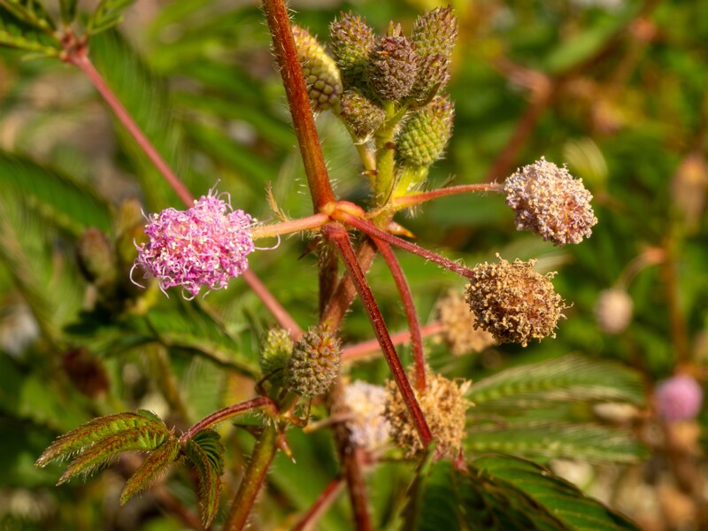 Mimosa pudica  2025-08-19 1-2