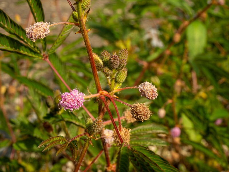 Mimosa pudica  2025-08-19 1-3