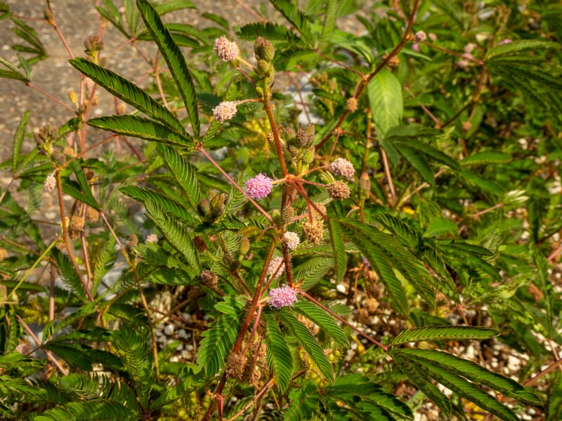 Mimosa pudica  2025-08-19 1-4