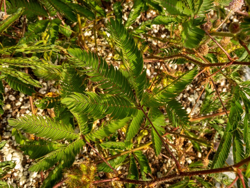 Mimosa pudica  2025-08-19 1-5