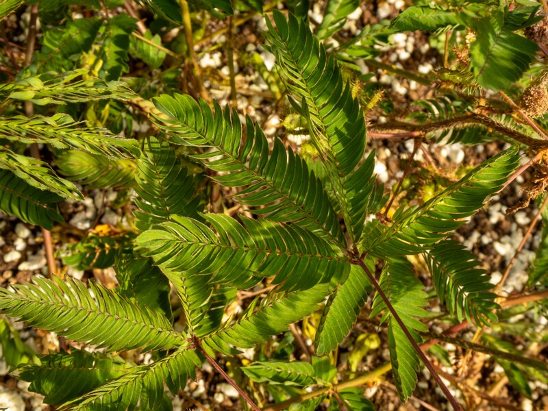 Mimosa pudica  2025-08-19 1-6