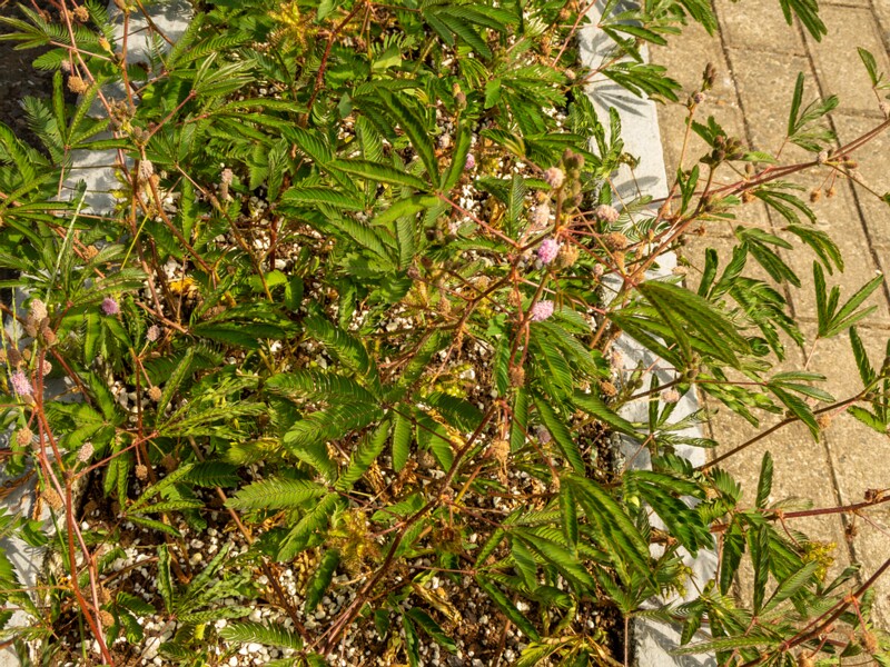 Mimosa pudica  2025-08-19 1-7