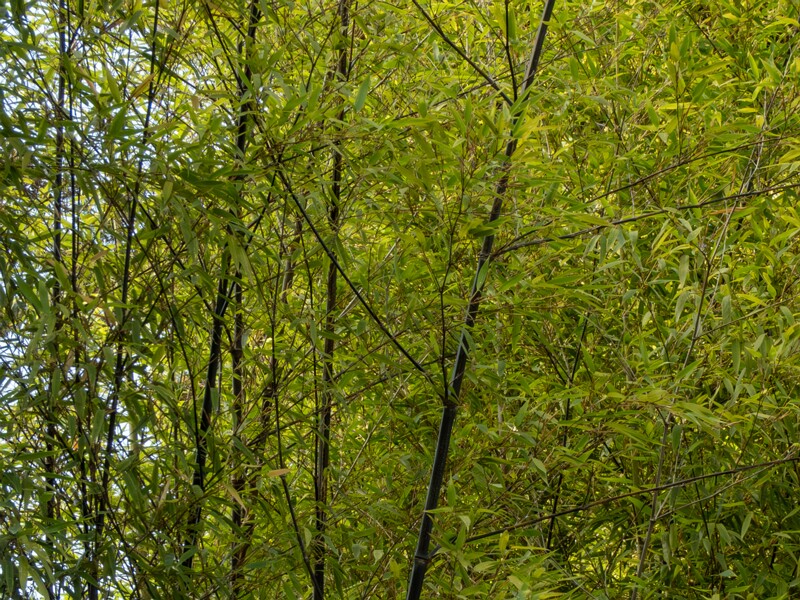 Phyllostachys nigra  2025-08-19 1-3