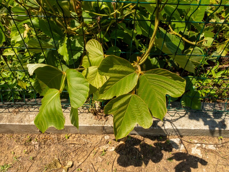 Pueraria montana  2025-08-19 1-1