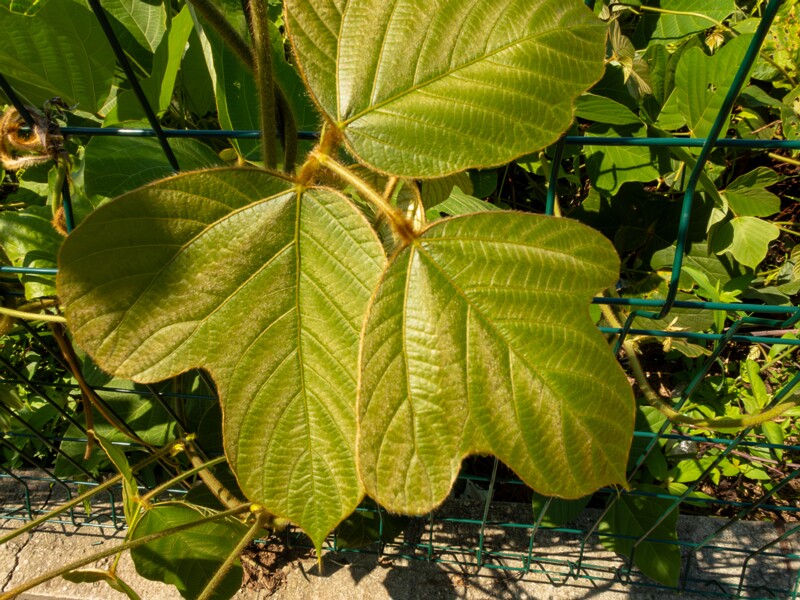 Pueraria montana  2025-08-19 1-2
