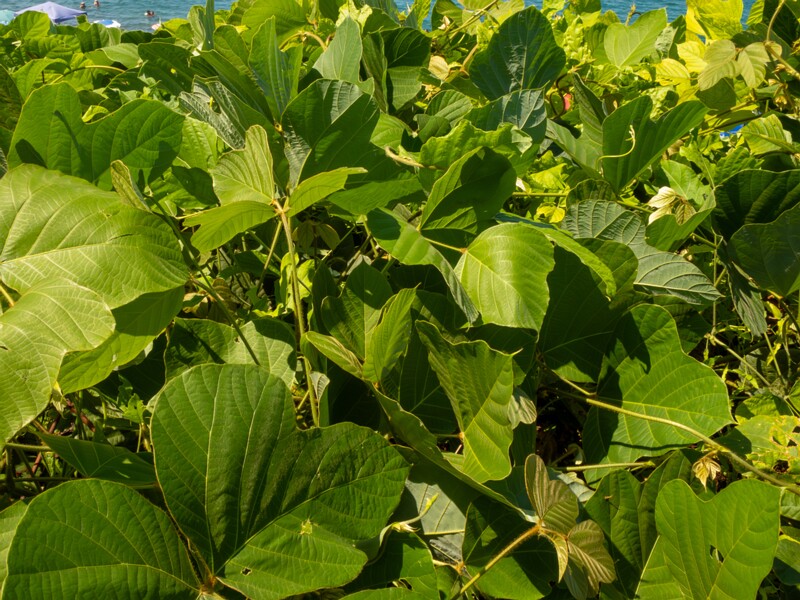 Pueraria montana  2025-08-19 1-4