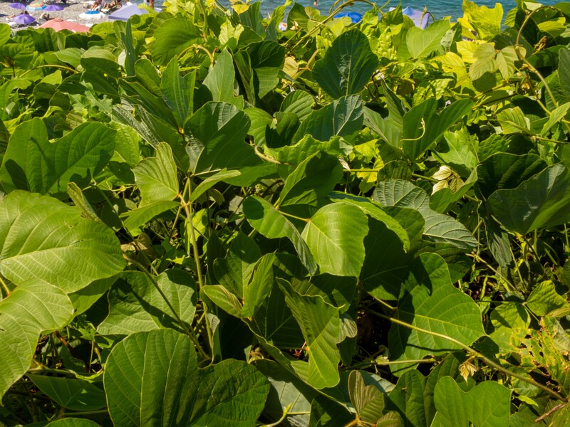 Pueraria montana  2025-08-19 1-5