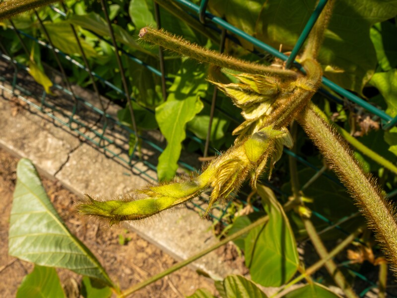 Pueraria montana  2025-08-19 1-6