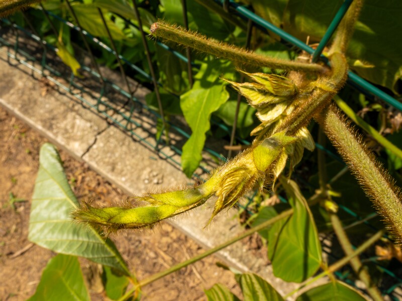 Pueraria montana  2025-08-19 1-7