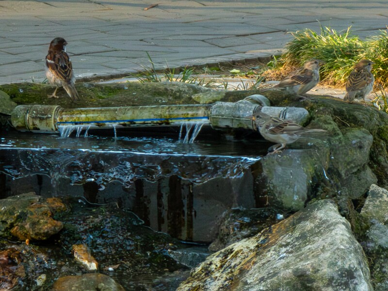 Japanese garden  2025-08-18 1-16
