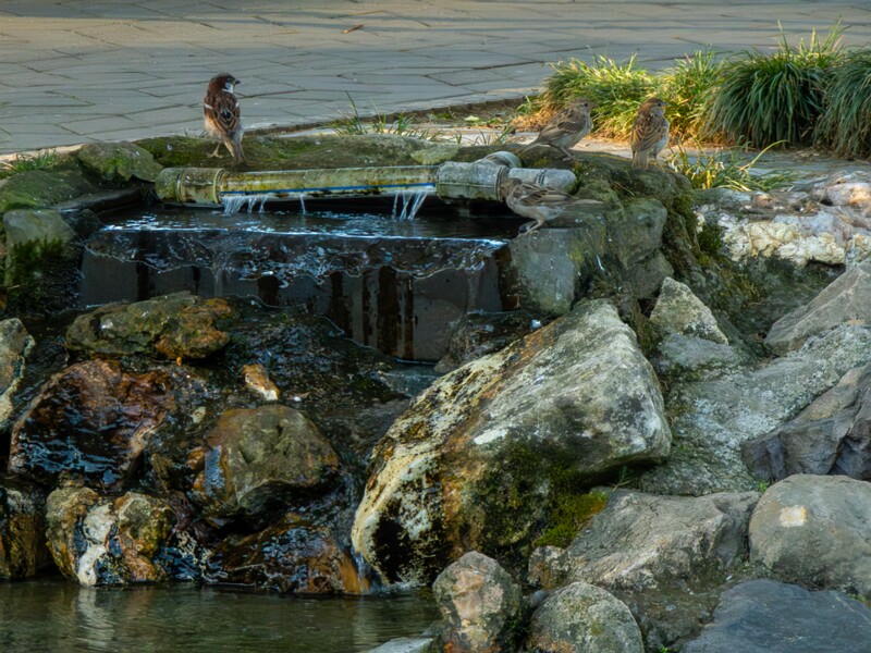 Japanese garden  2025-08-18 1-17